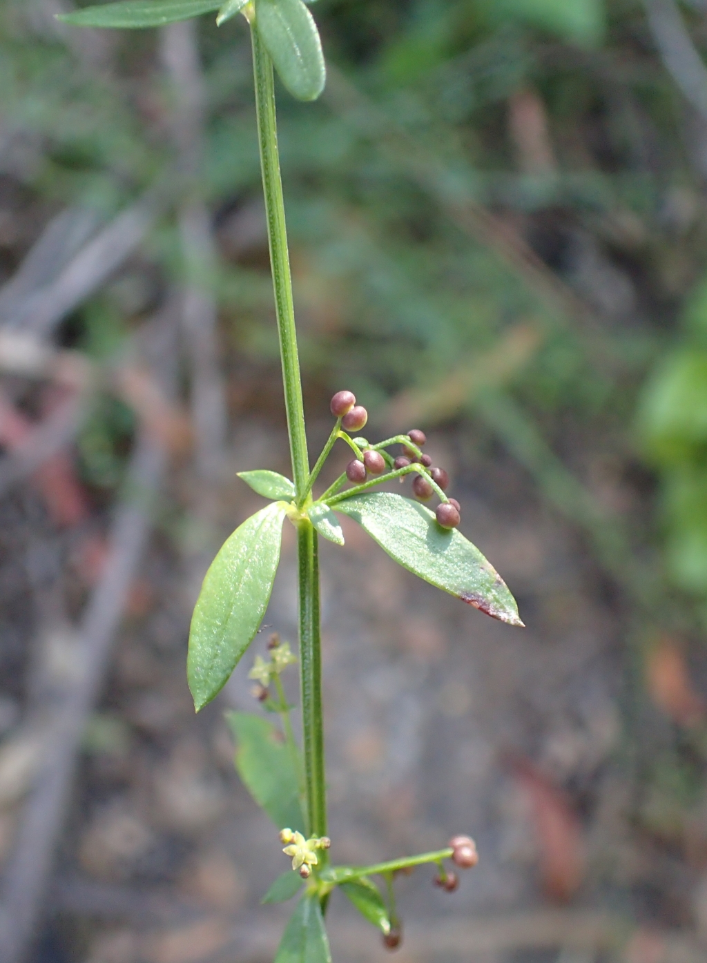 Galium (hero image)