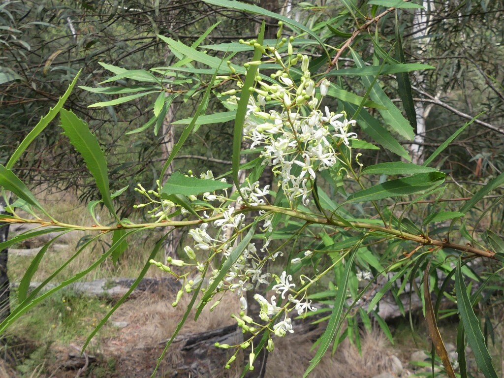 Lomatia myricoides (hero image)