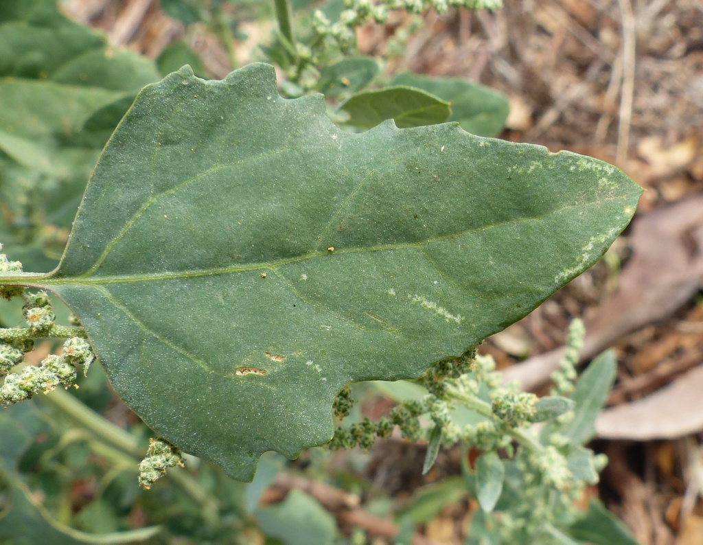 Chenopodium album (hero image)