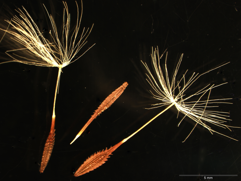 Taraxacum cygnorum (hero image)