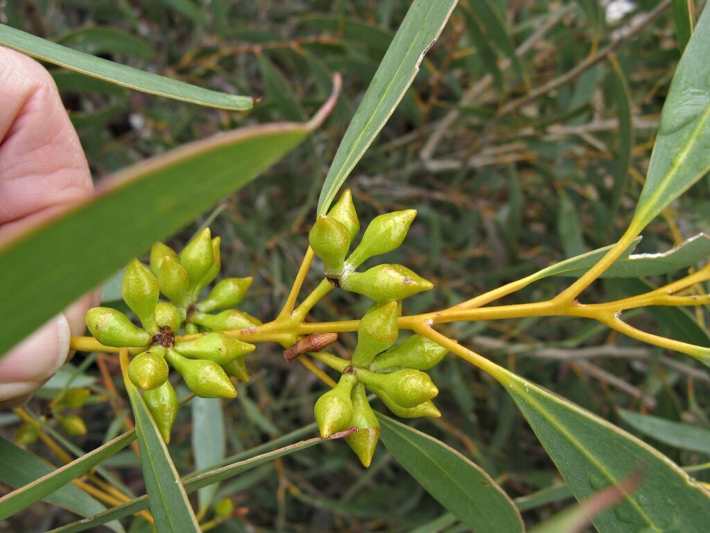 Eucalyptus diversifolia subsp. diversifolia (hero image)