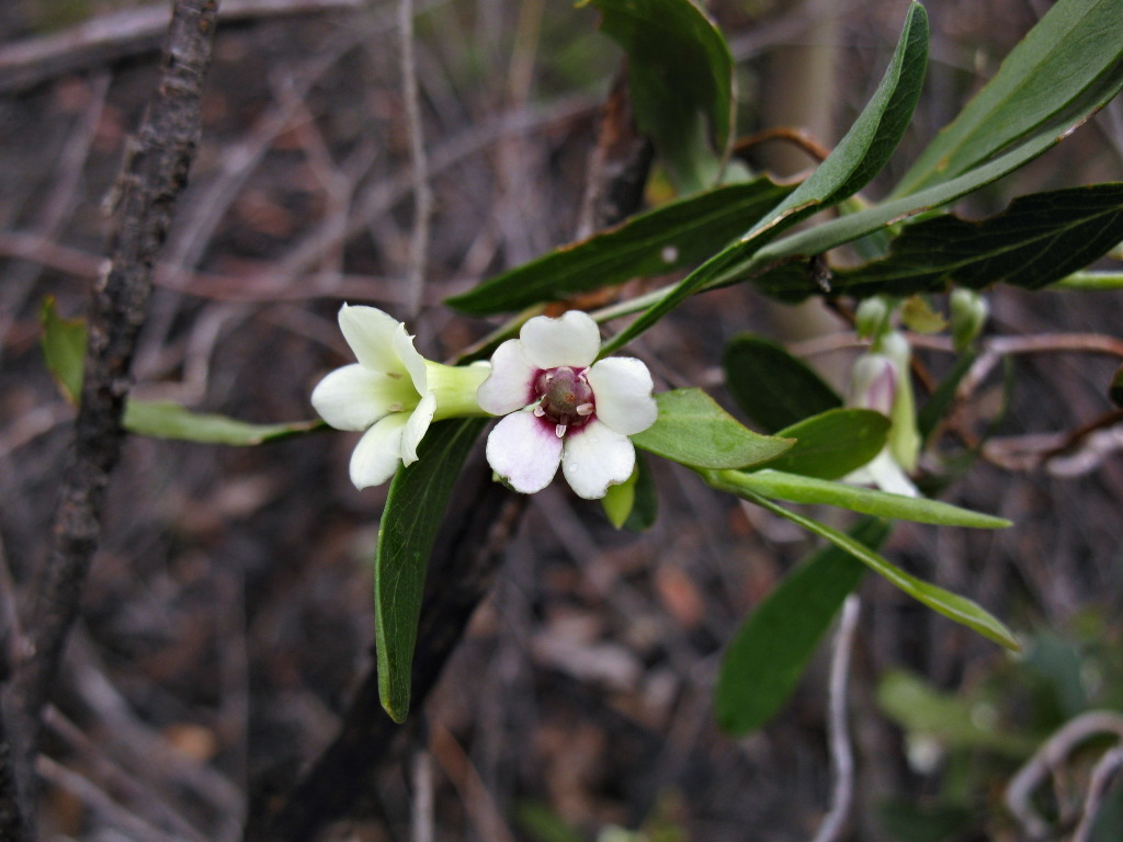 Billardiera versicolor (hero image)