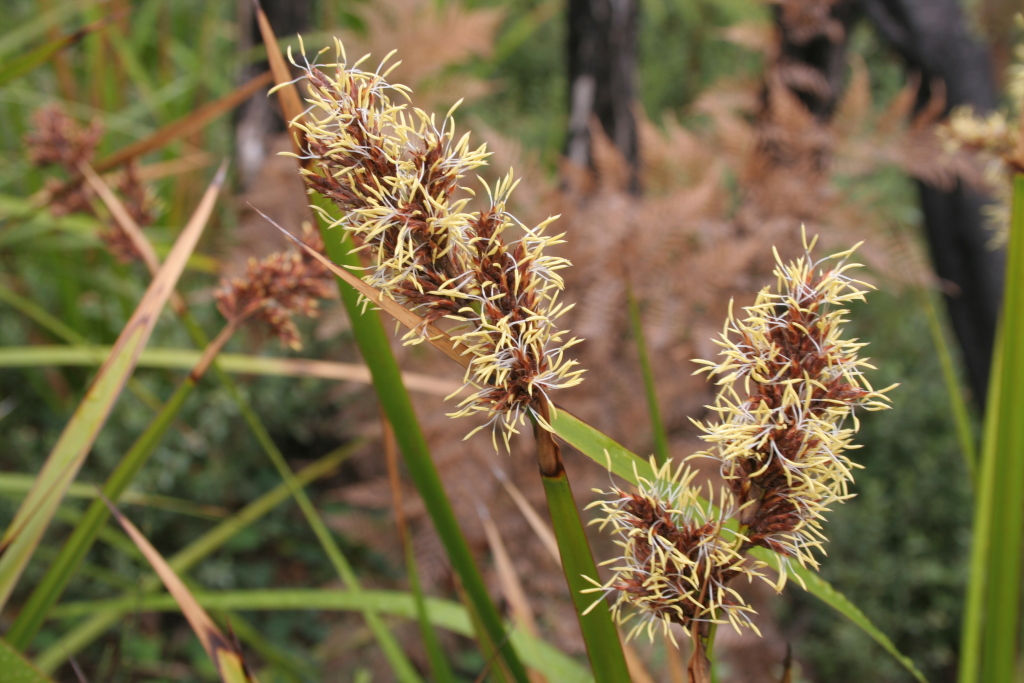 Lepidosperma sieberi (hero image)