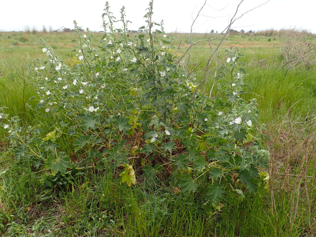 Malva preissiana (hero image)