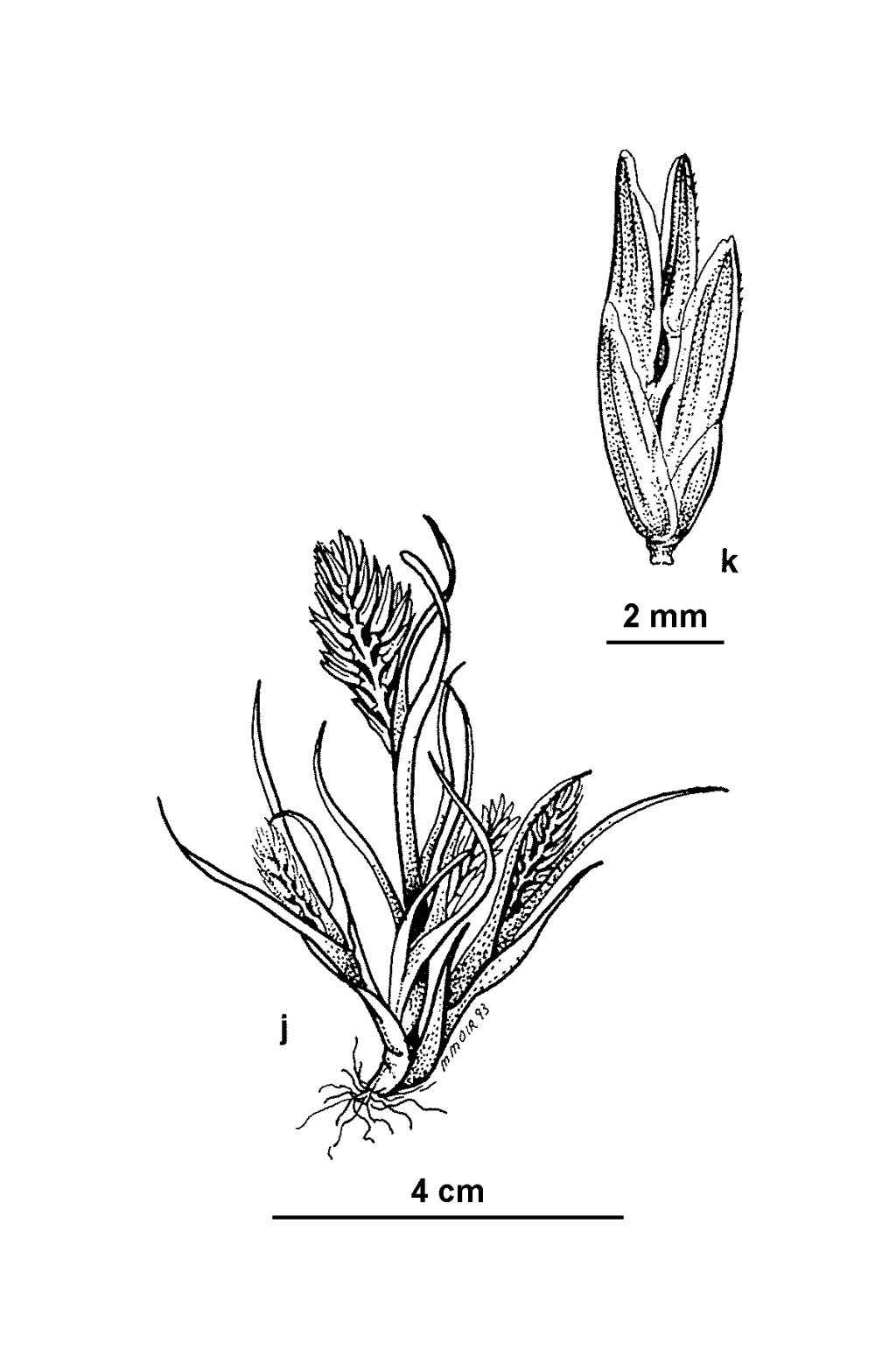 Sclerochloa dura (hero image)