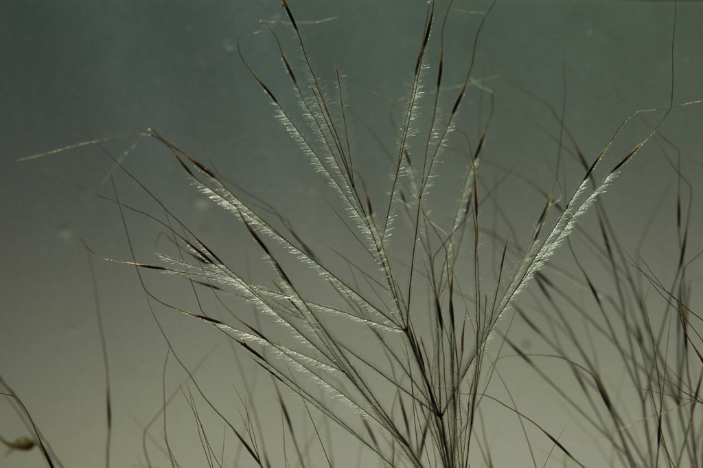 Austrostipa elegantissima (hero image)