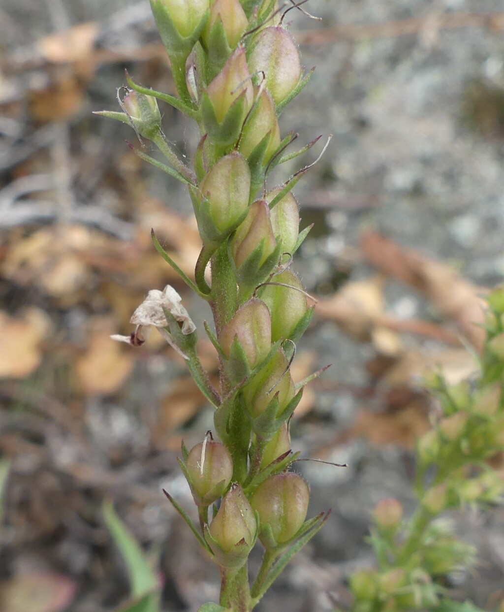 Veronica derwentiana subsp. maideniana (hero image)