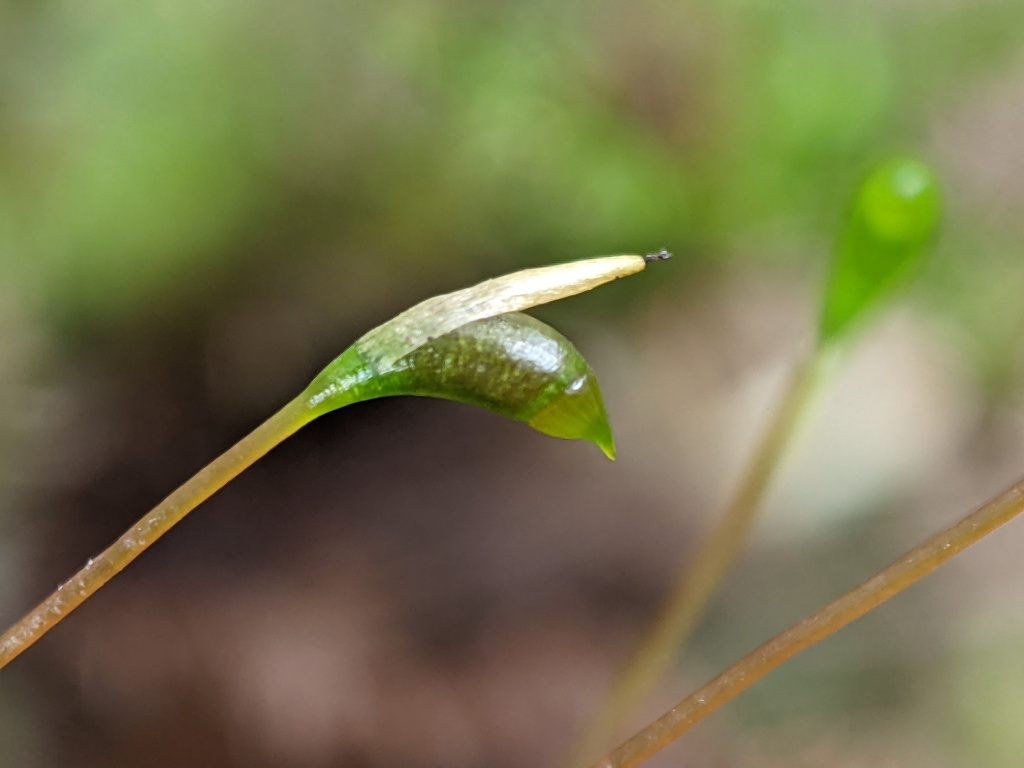 Leptodictyum (hero image)