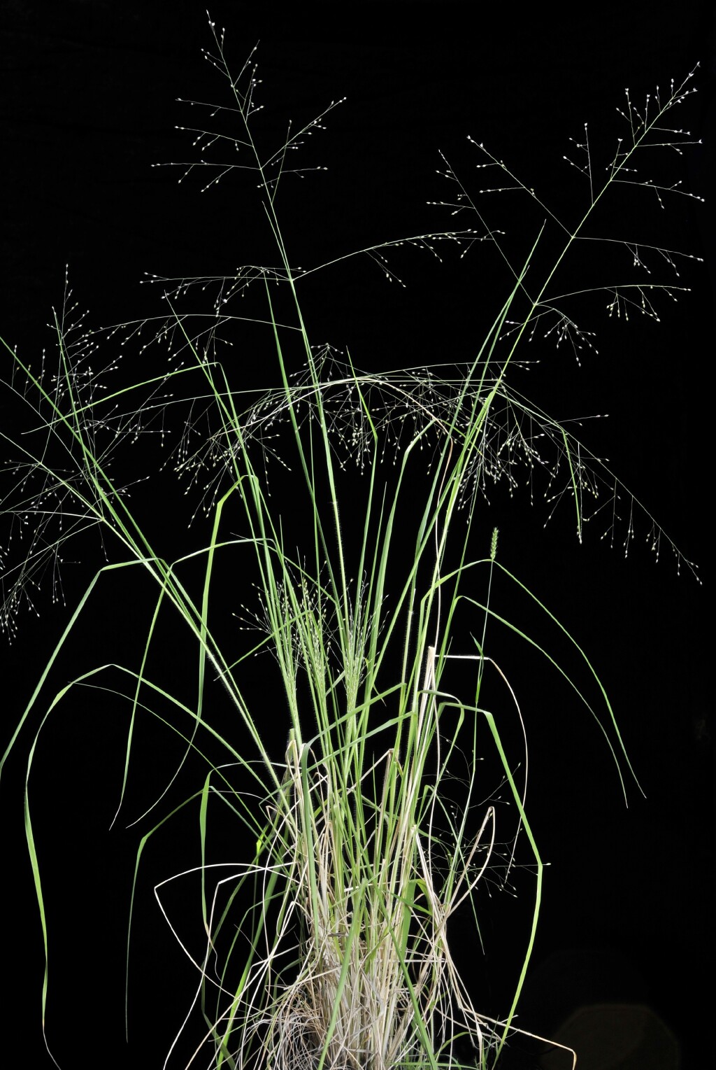 Panicum effusum (hero image)