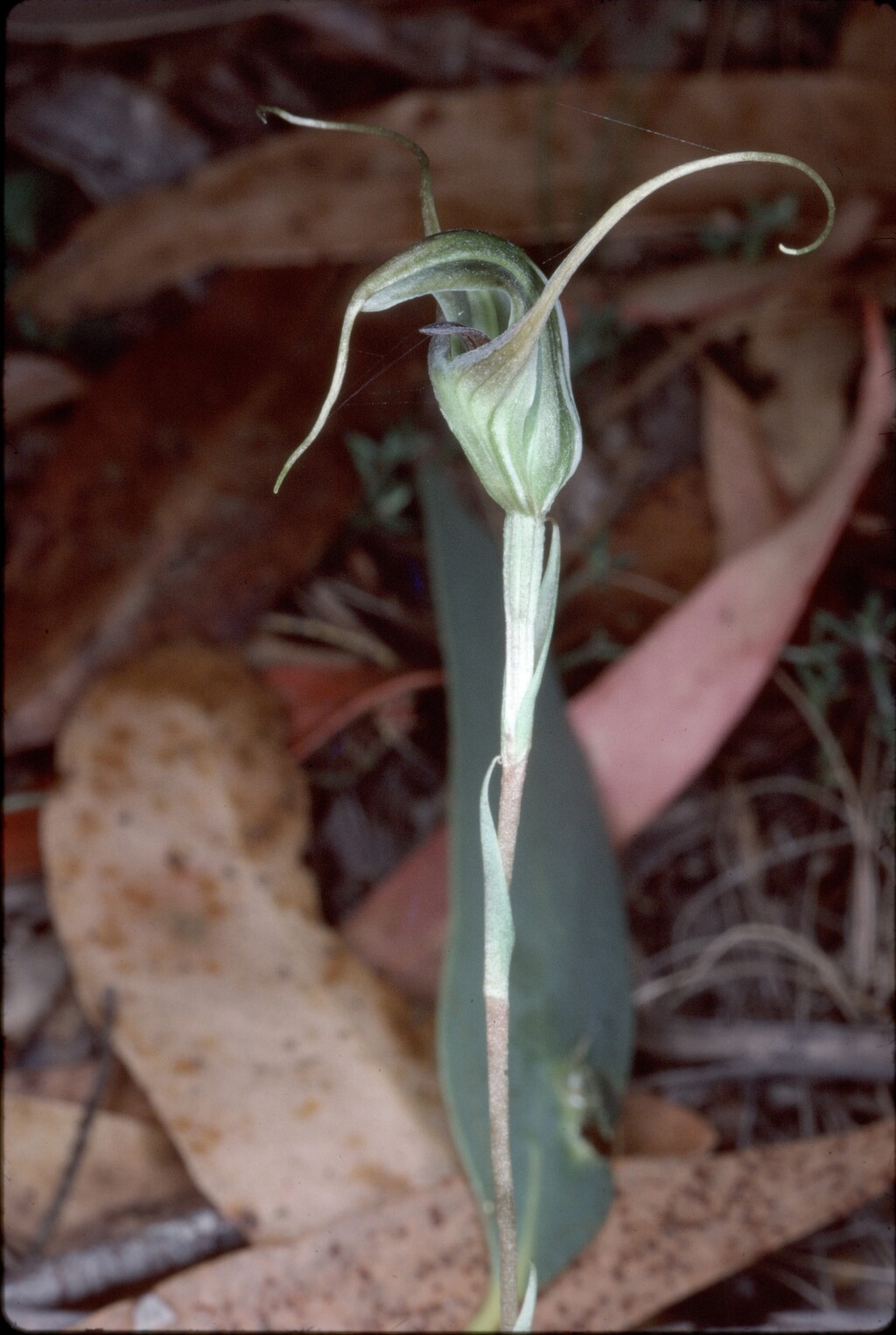 Pterostylis laxa (hero image)