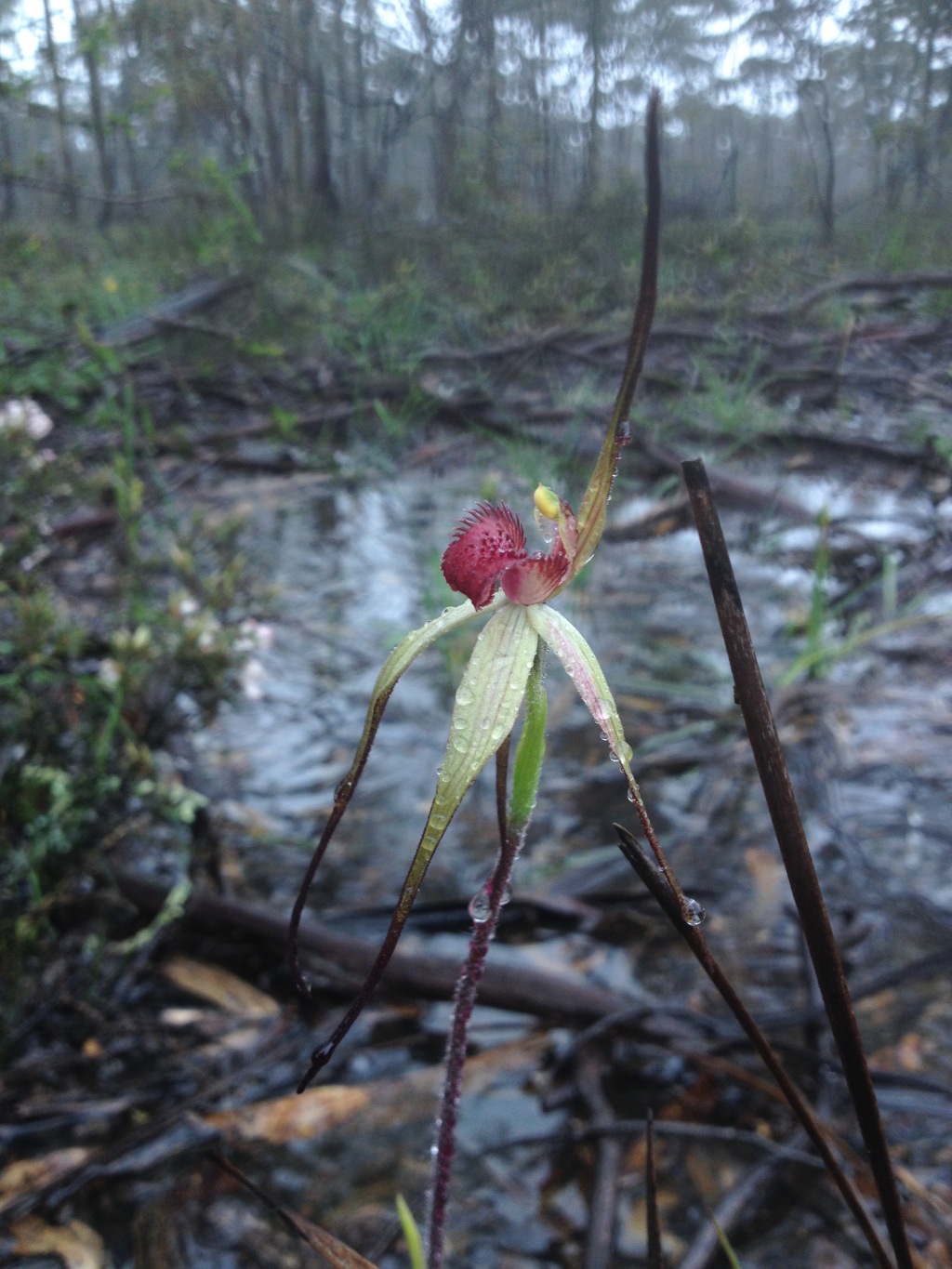 Caladenia fulva (hero image)