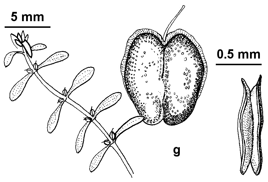 Callitriche palustris (hero image)