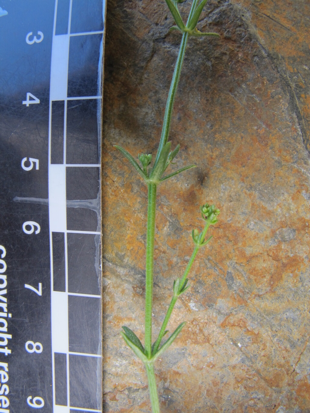 Galium gaudichaudii subsp. gaudichaudii (hero image)