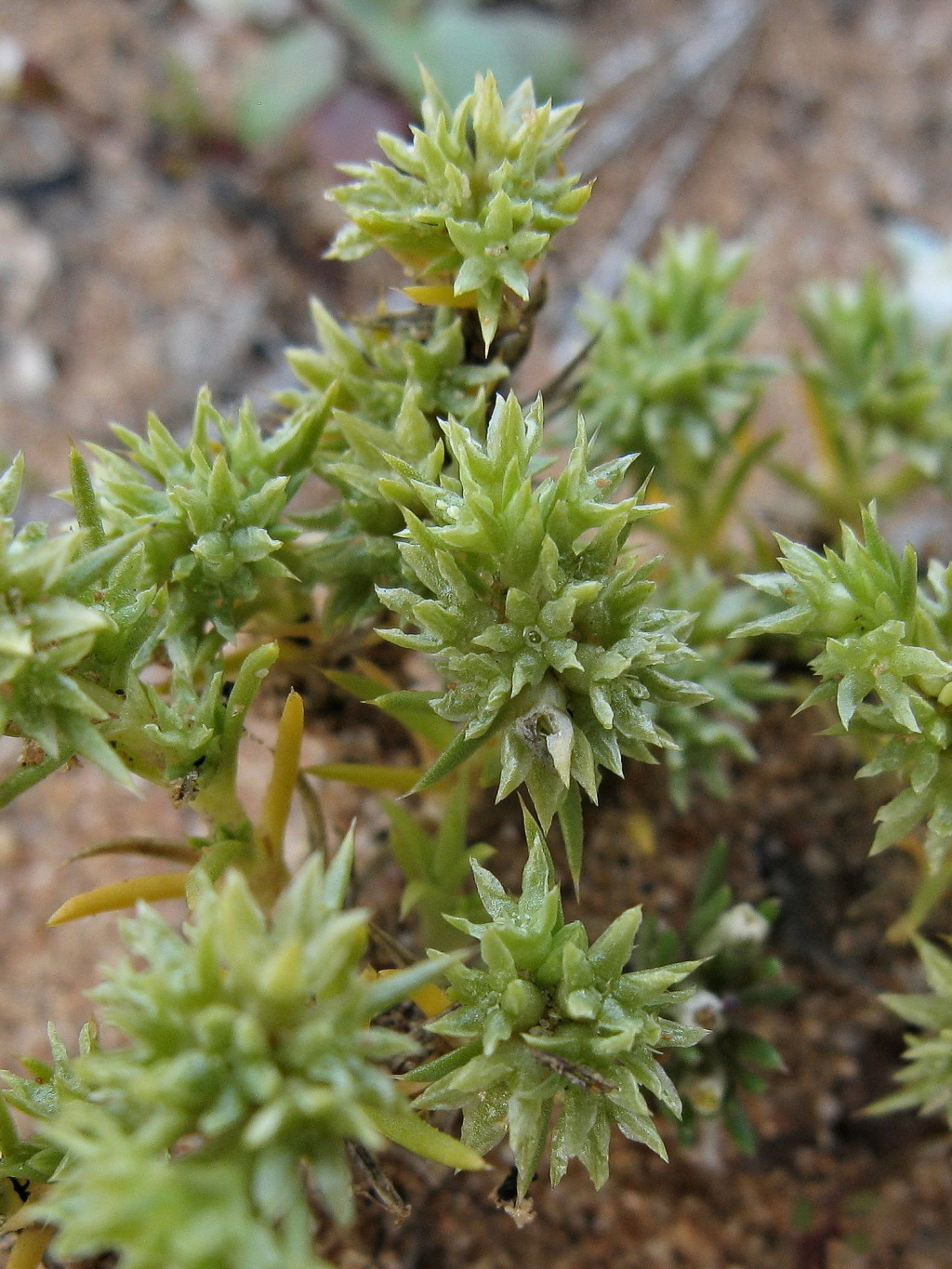 Scleranthus minusculus (hero image)