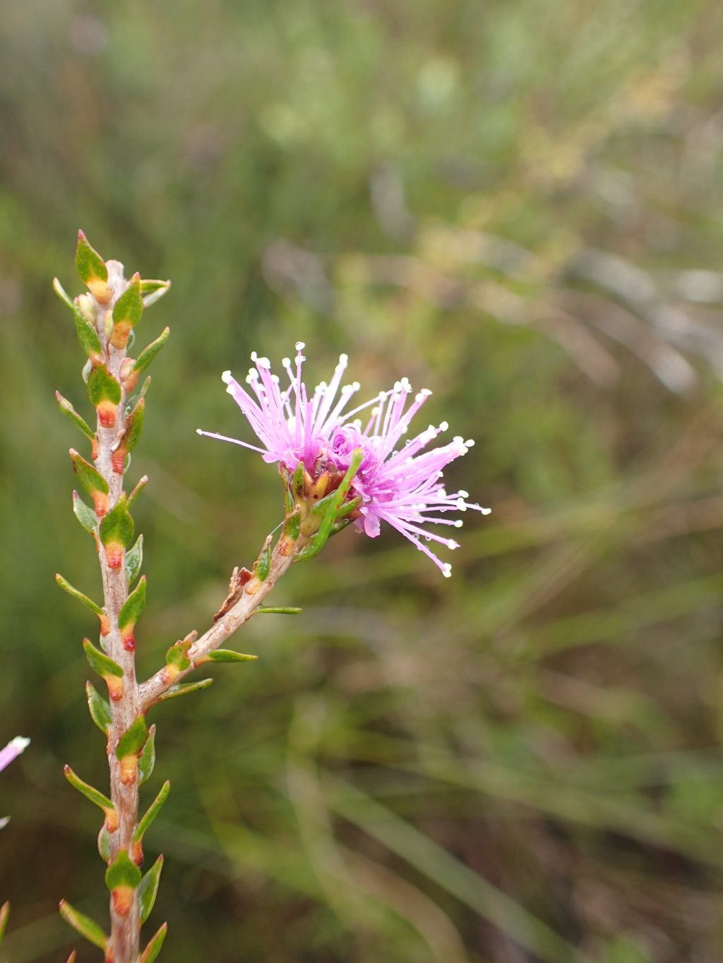 Melaleuca gibbosa (hero image)