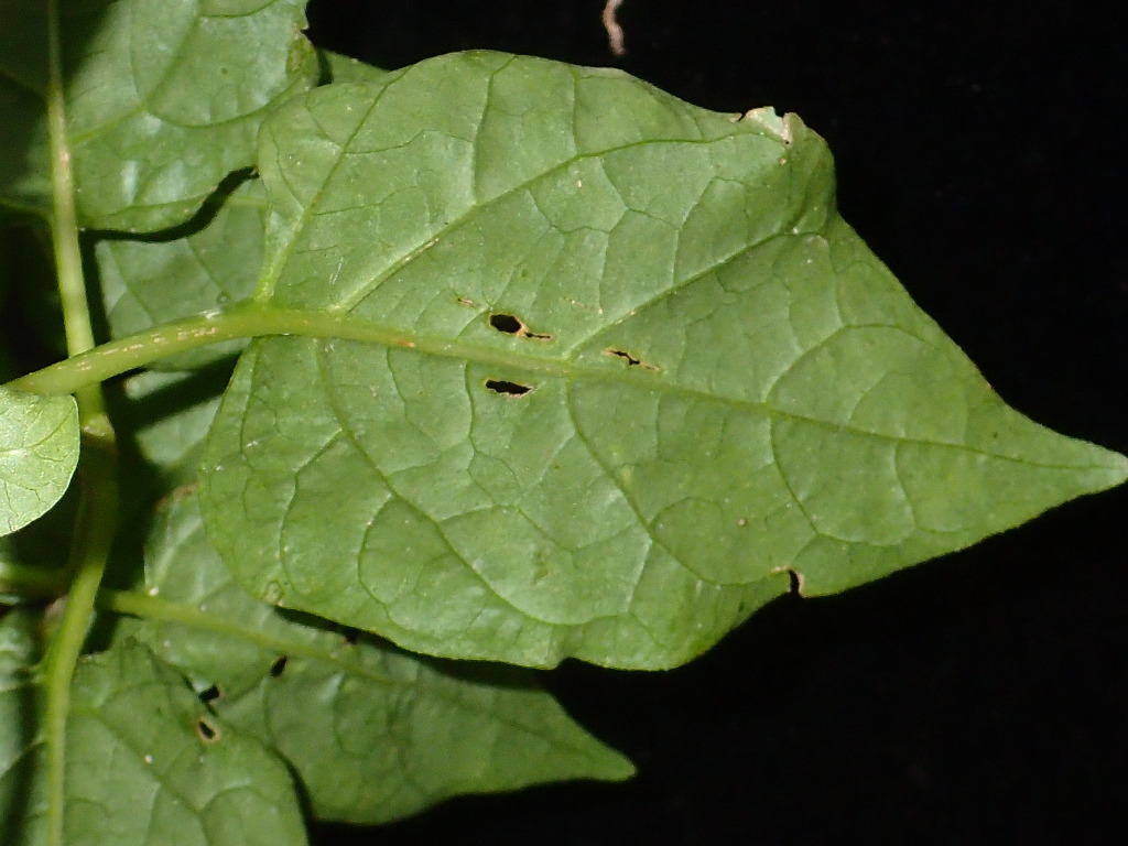 Mirabilis jalapa (hero image)