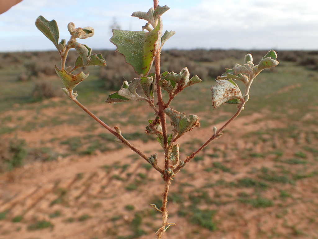 Atriplex limbata (hero image)