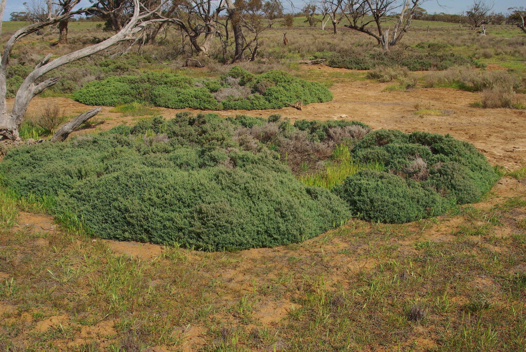 Tecticornia pruinosa (hero image)