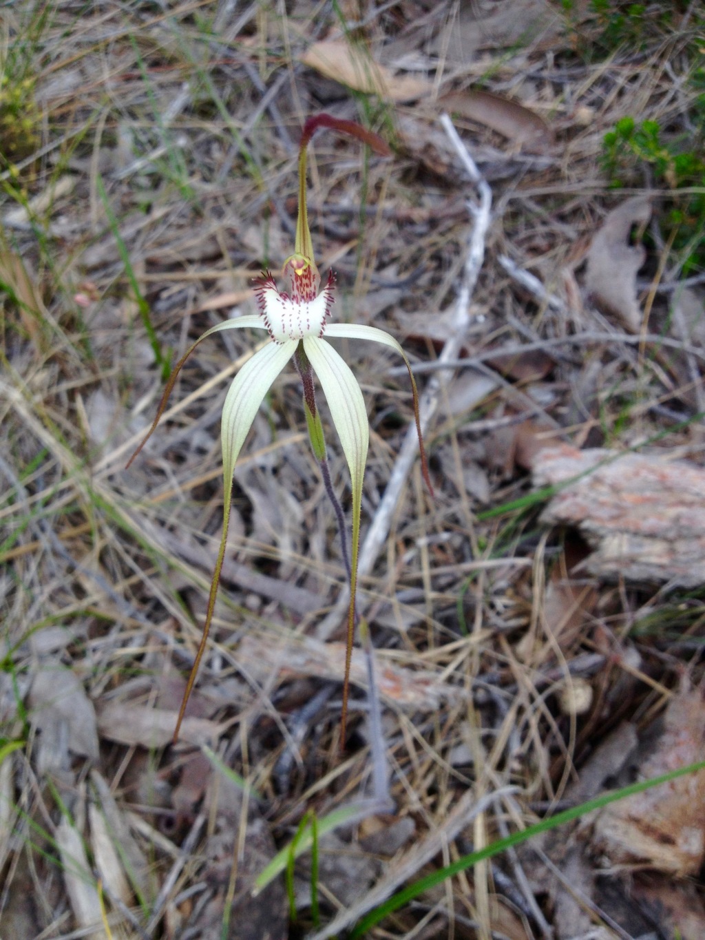 Caladenia venusta (hero image)