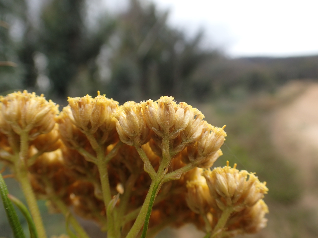 Cassinia venusta (hero image)