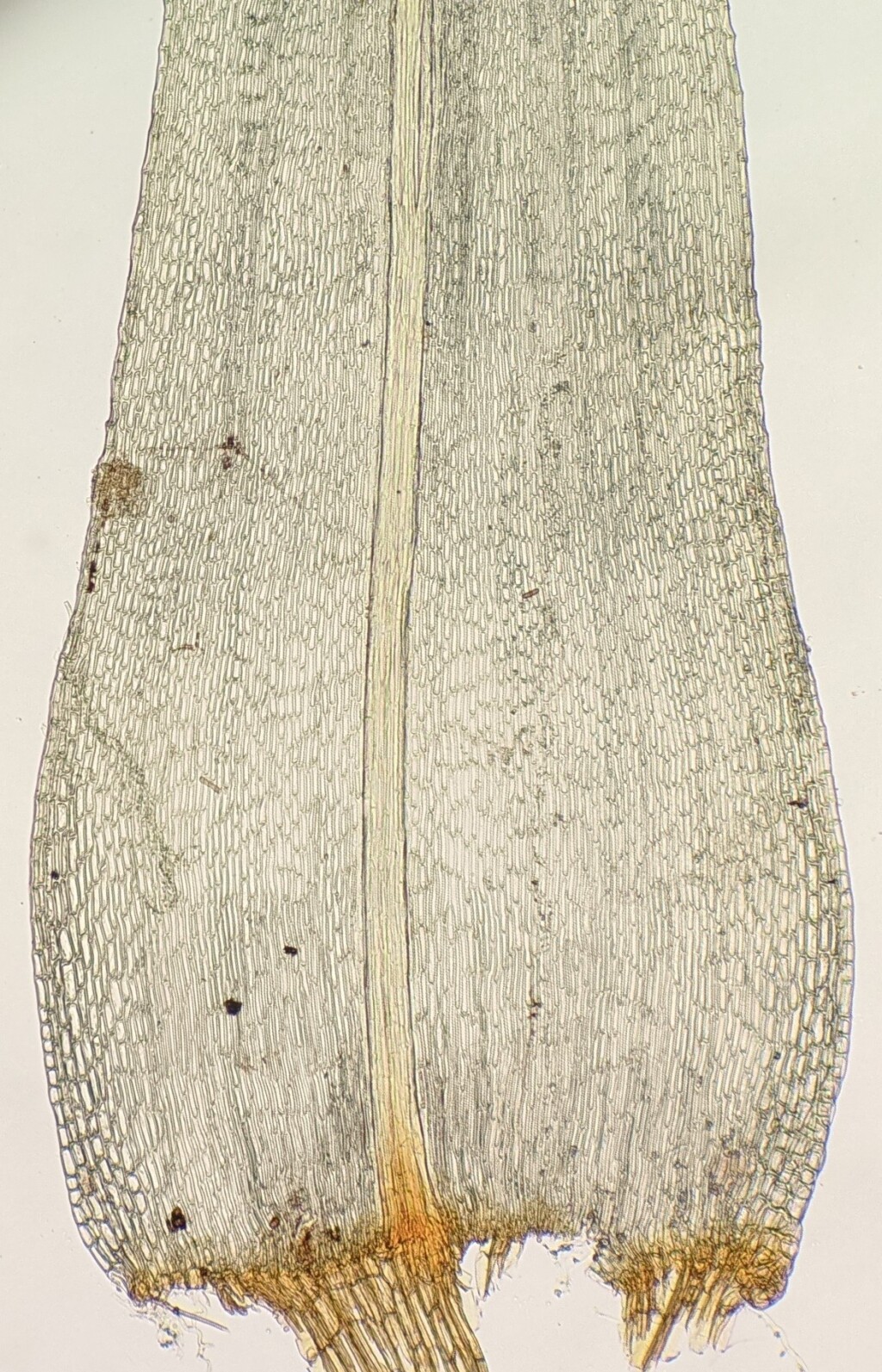 Breutelia (hero image)