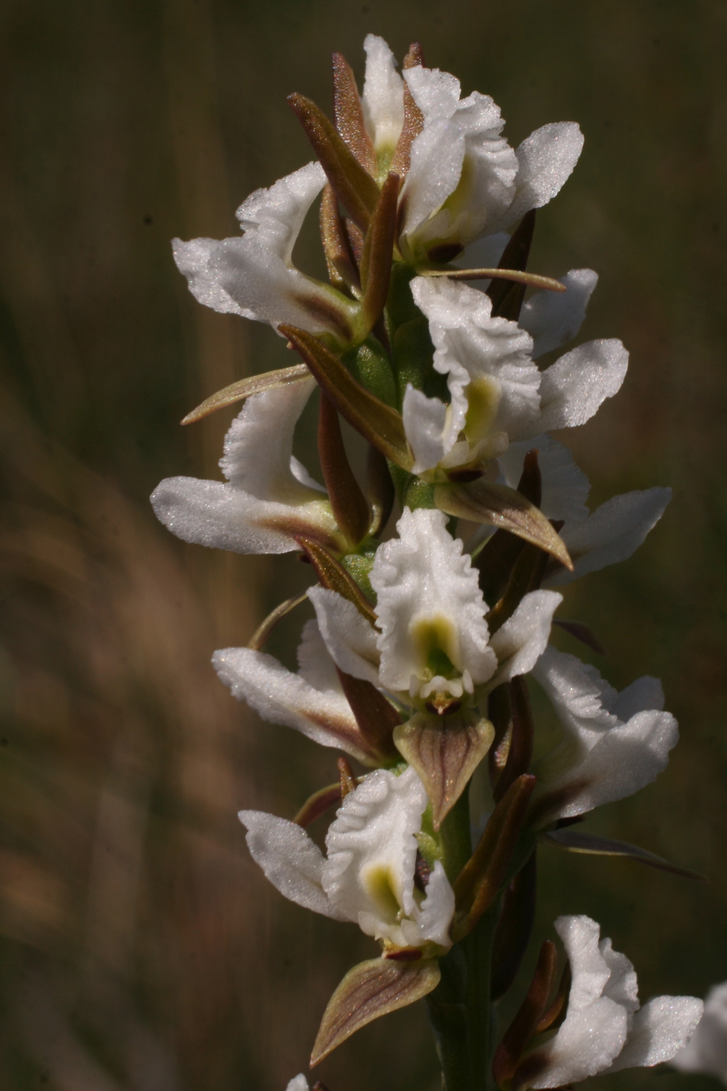 Prasophyllum spicatum (hero image)