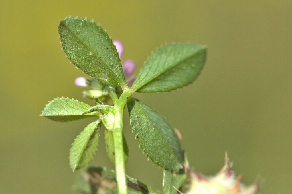 Trifolium resupinatum var. resupinatum (hero image)