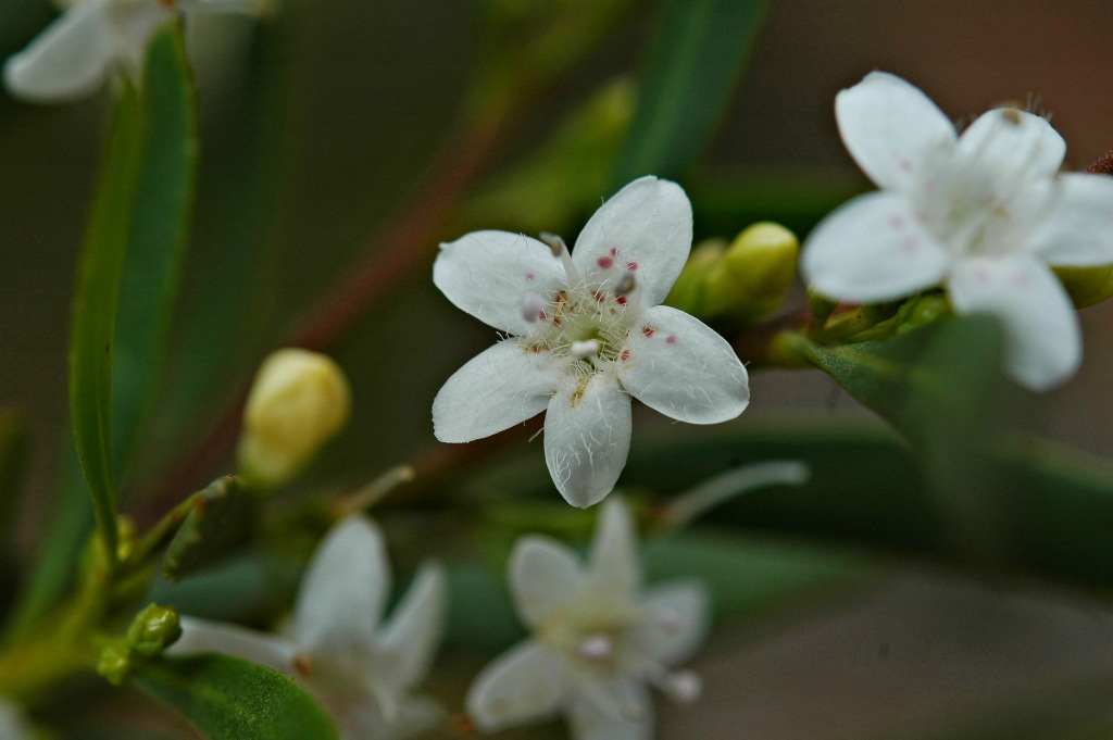 Myoporum platycarpum (hero image)