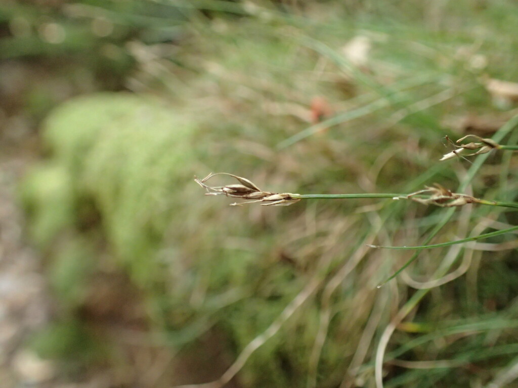 Carex austrotenella (hero image)