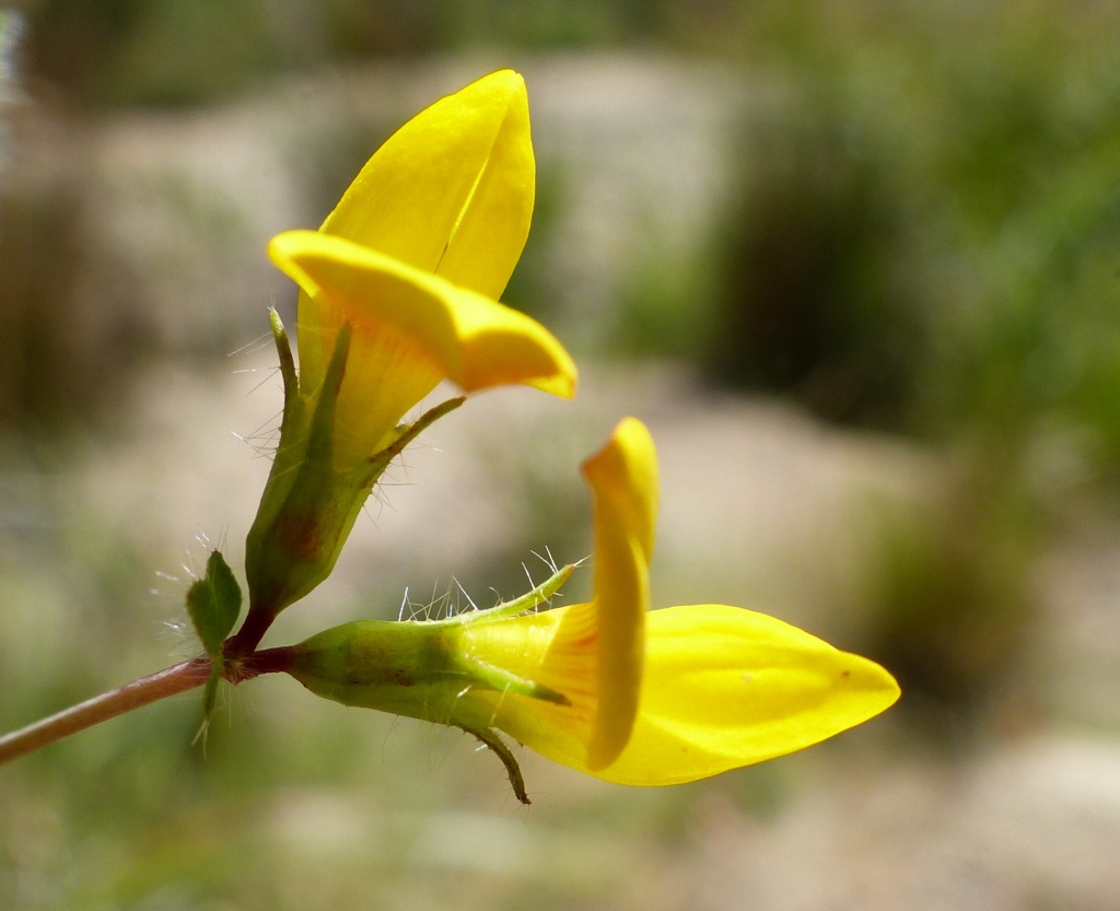 Lotus corniculatus (hero image)