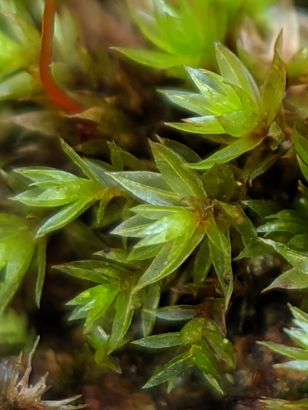 Ptychostomum creberrimum (hero image)