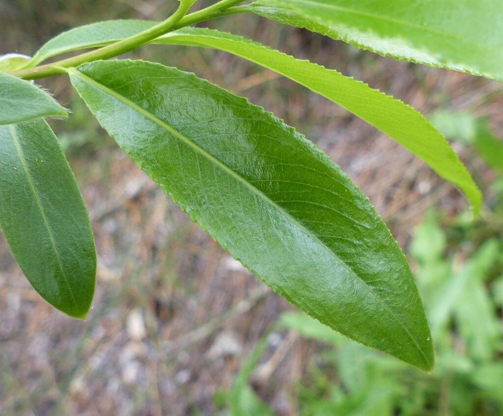 Salix ×fragilis nothovar. fragilis (hero image)