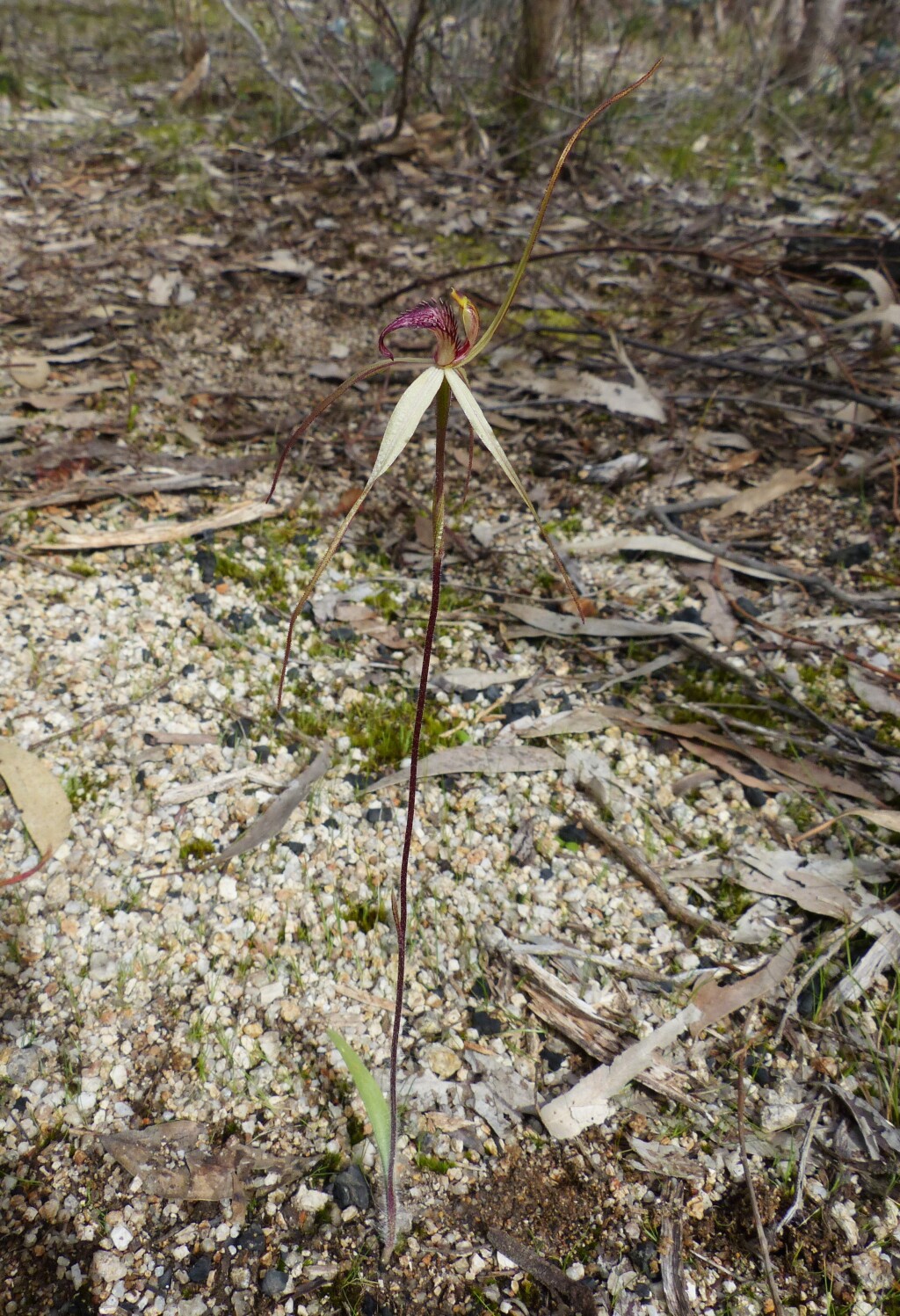 Caladenia pilotensis (hero image)