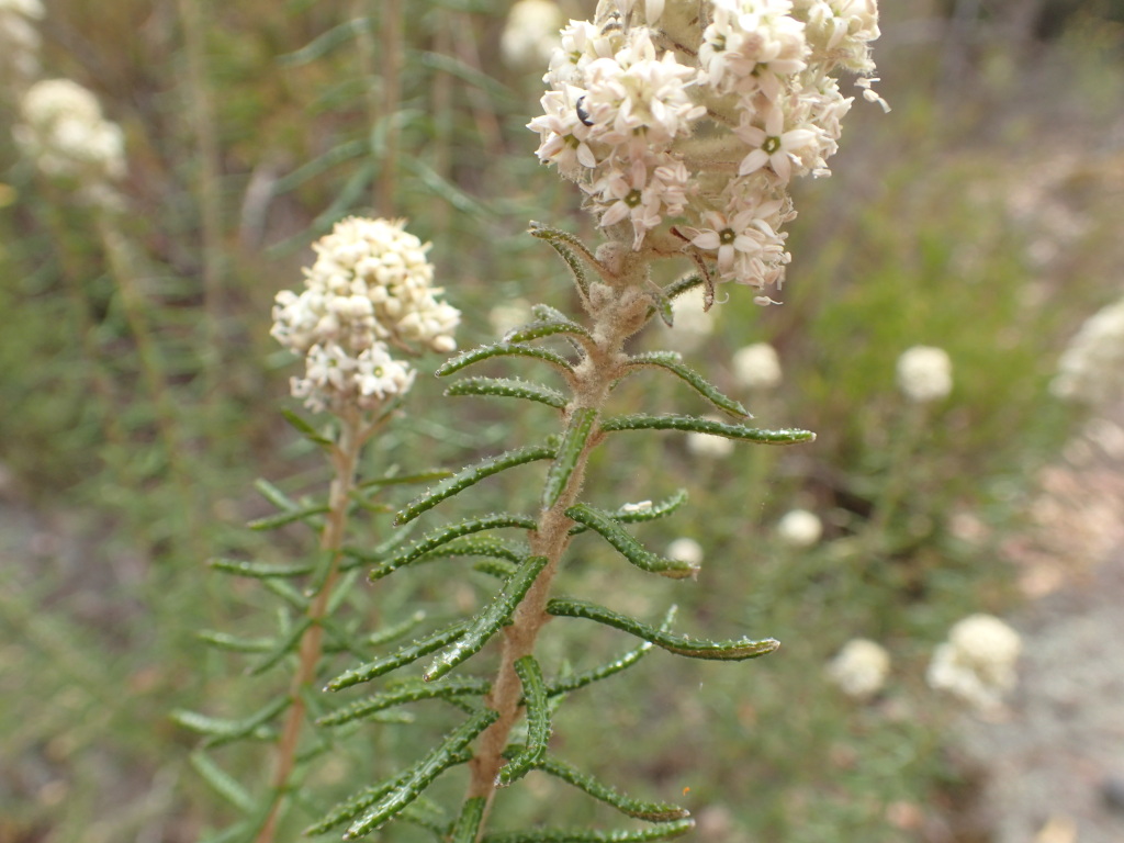Astrotricha parvifolia (hero image)