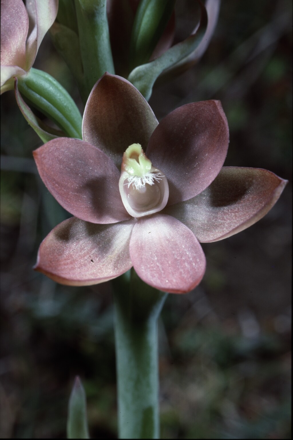 Thelymitra epipactoides (hero image)