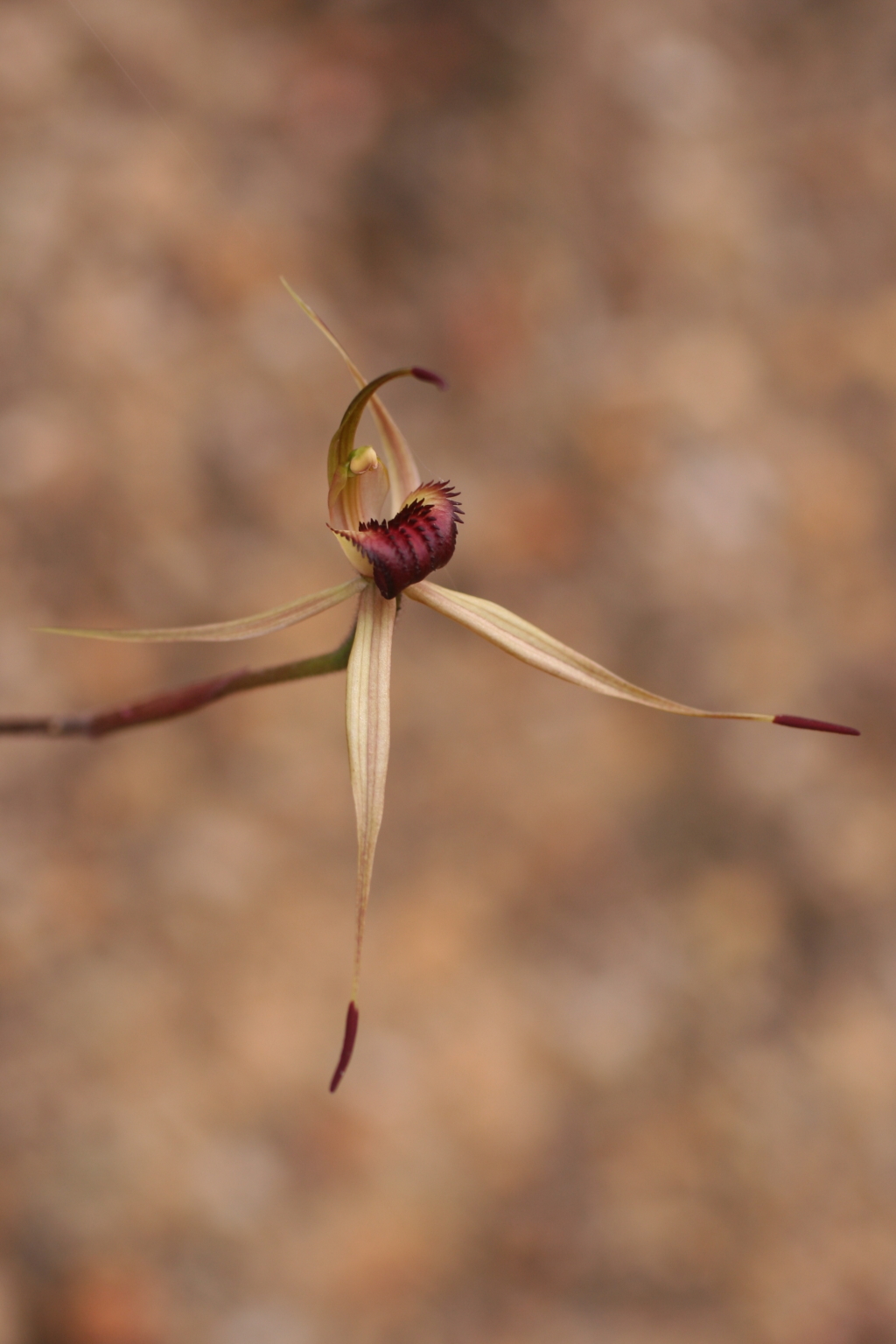 Caladenia australis (hero image)