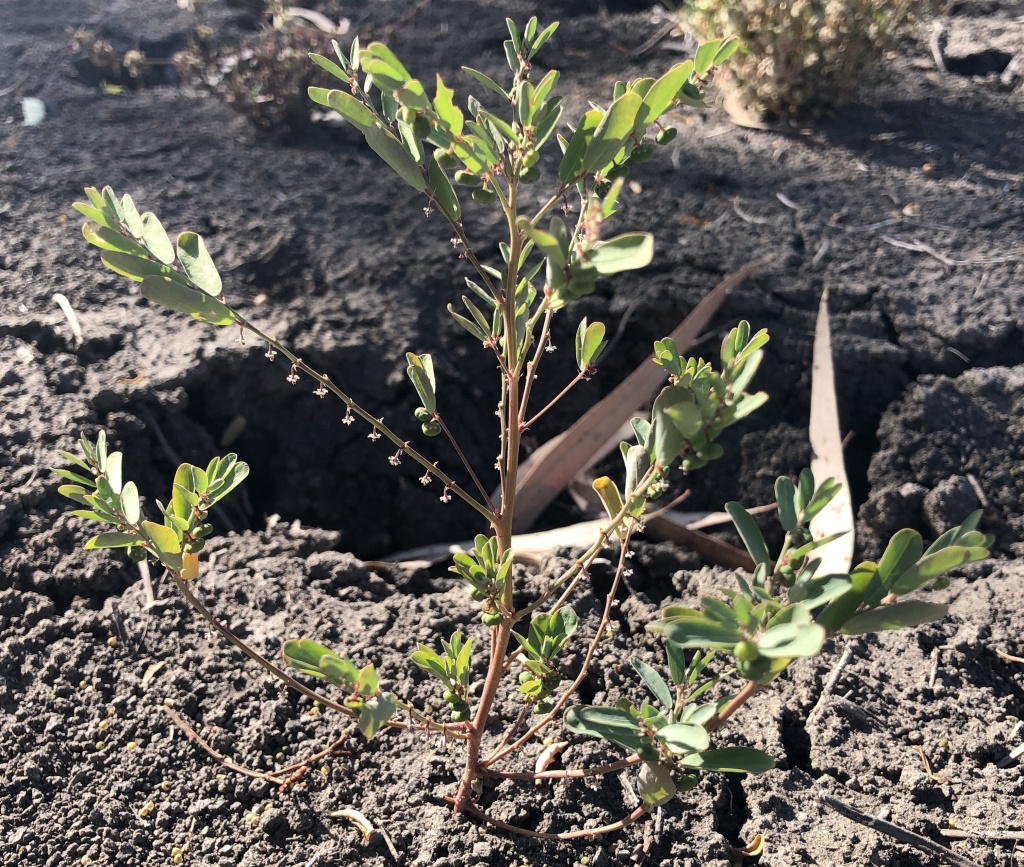 Phyllanthus lacunarius (hero image)