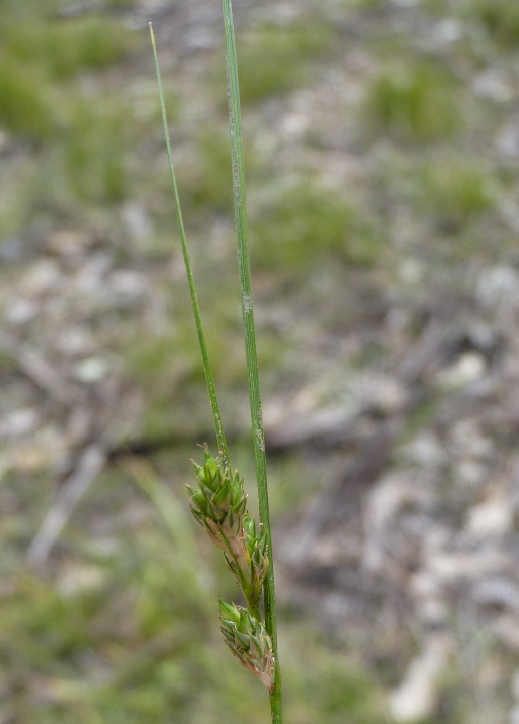 Carex breviculmis (hero image)