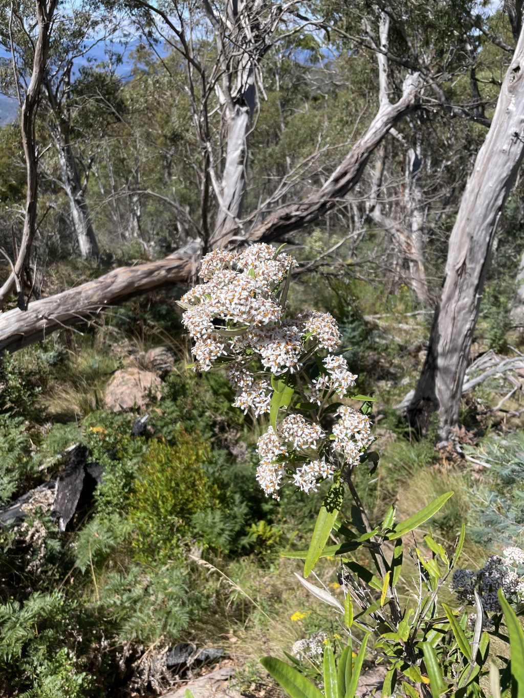 Olearia aglossa (hero image)