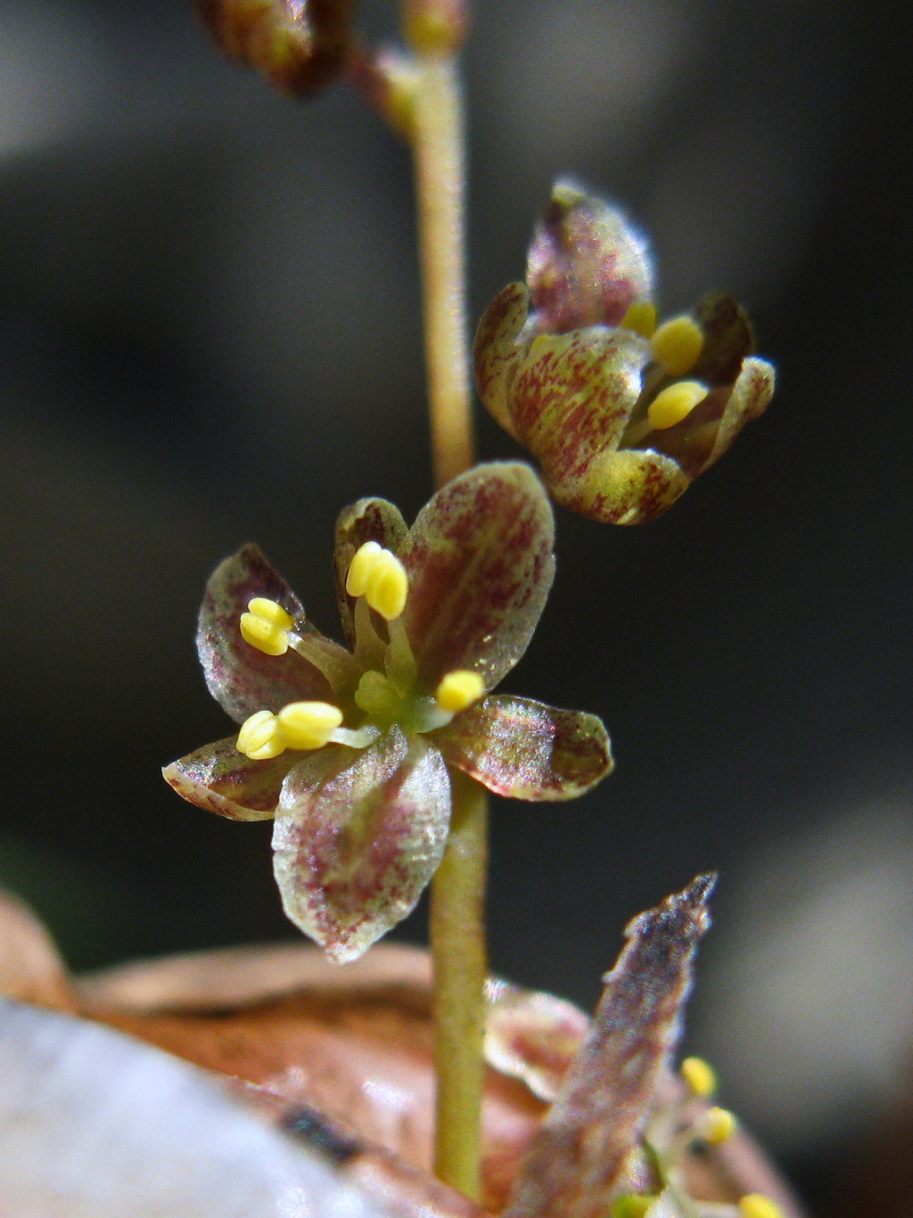 Lomandra micrantha (hero image)