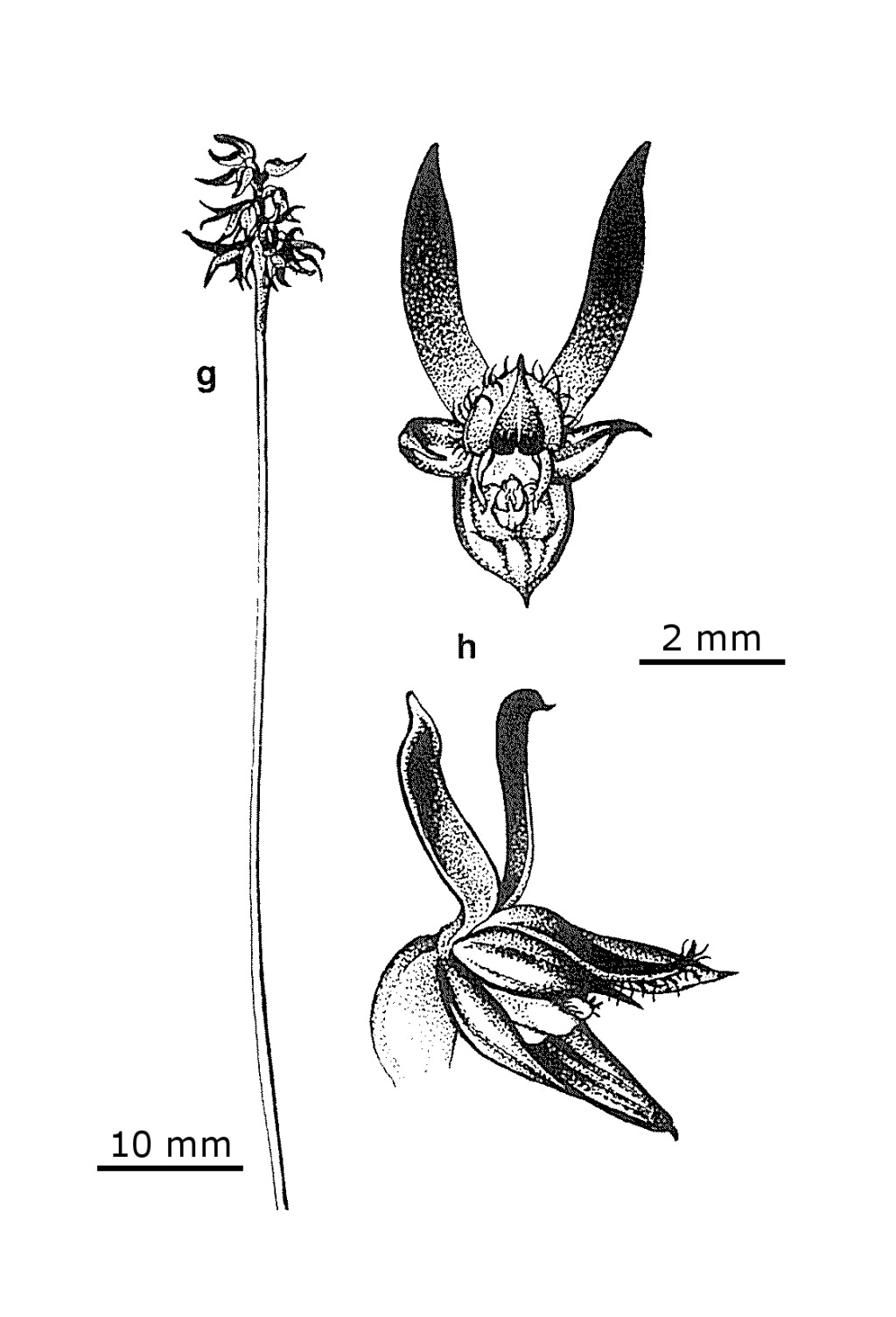 Corunastylis arrecta (hero image)