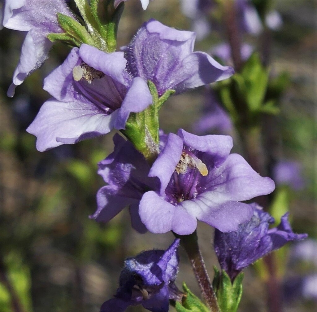 Euphrasia collina subsp. collina (hero image)