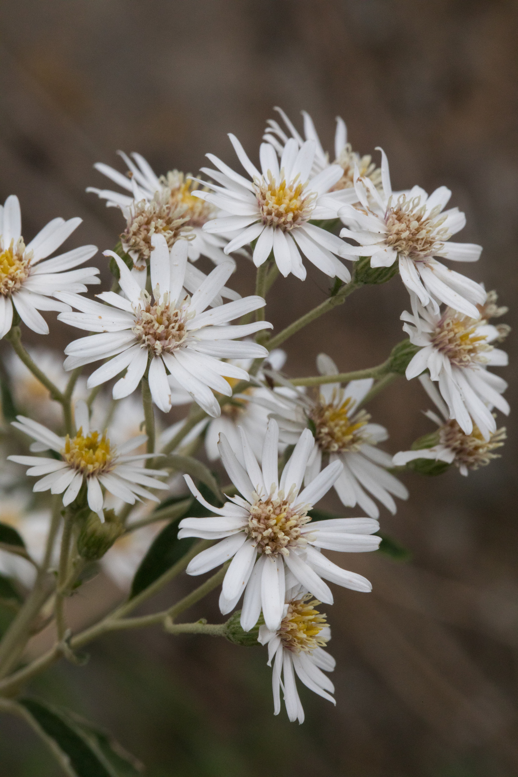 Olearia phlogopappa subsp. continentalis (hero image)