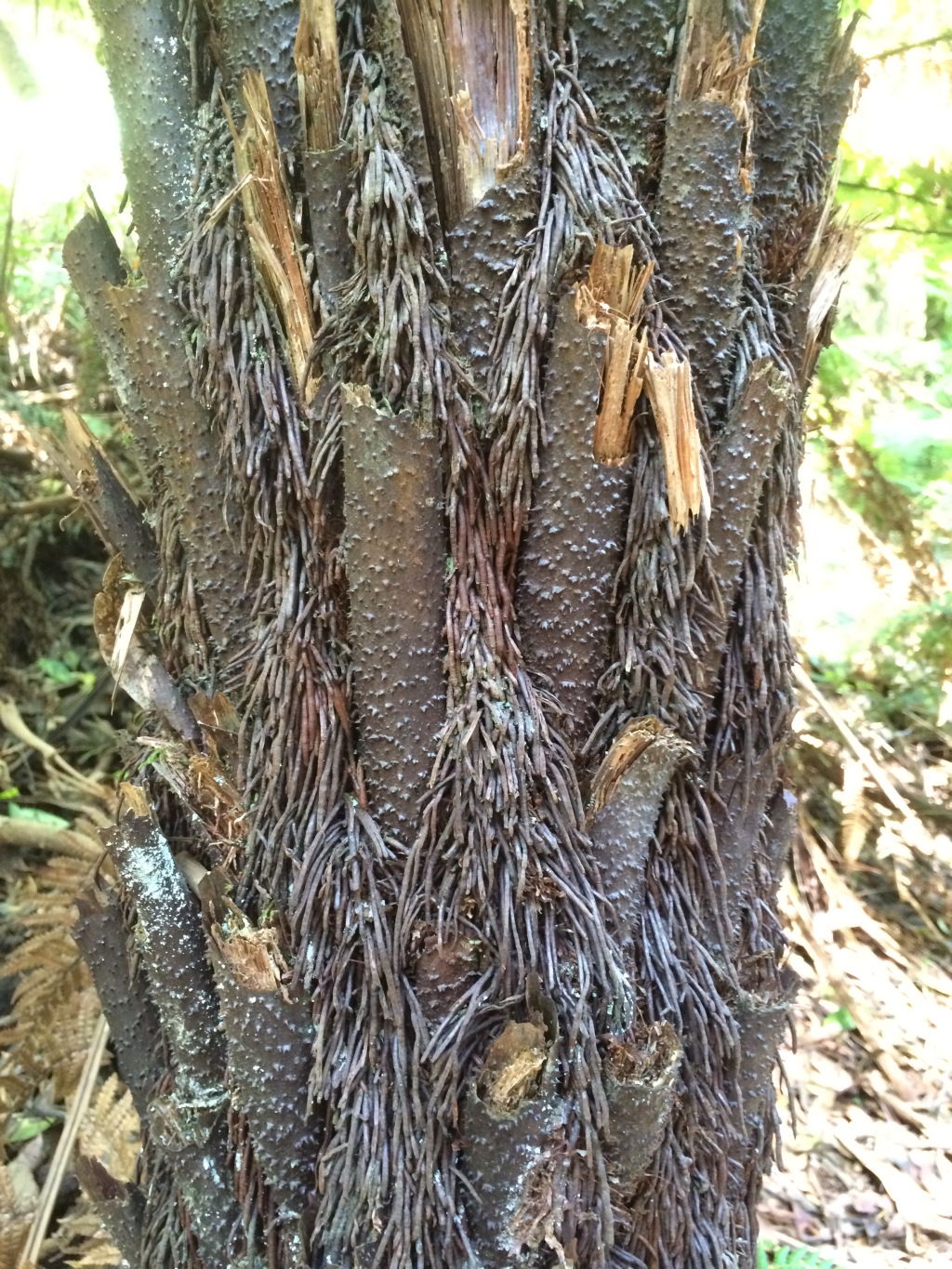 Cyathea australis (hero image)