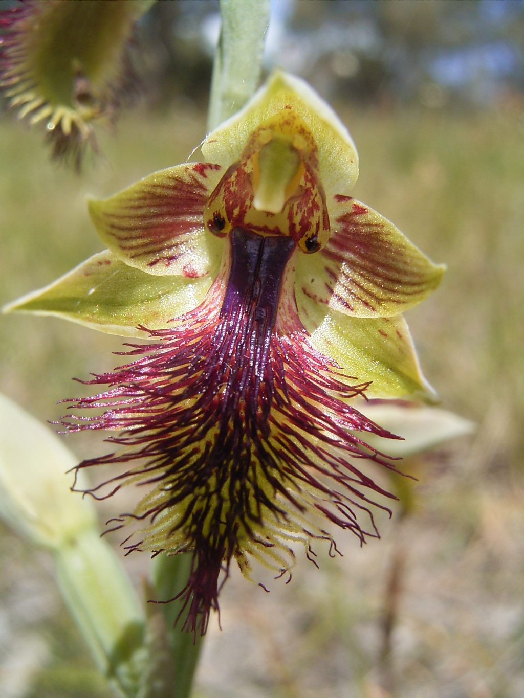 Calochilus campestris (hero image)