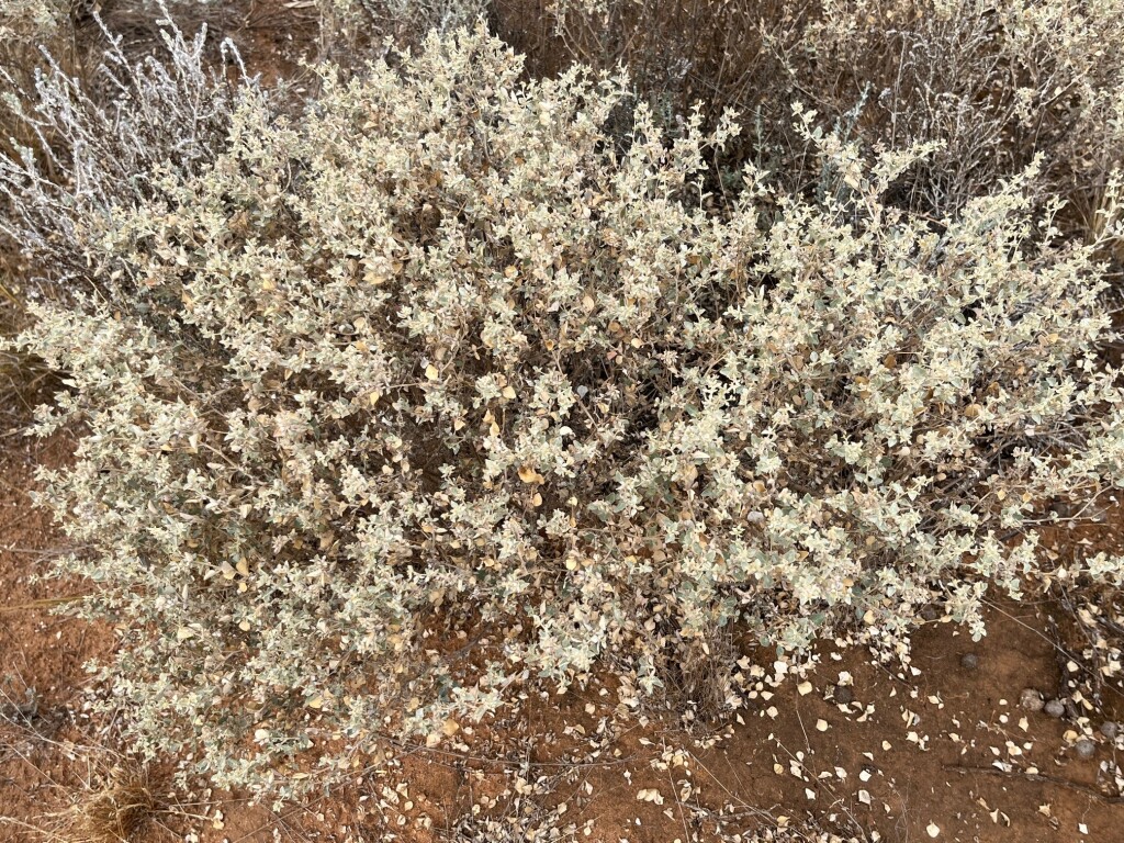 Atriplex acutibractea subsp. acutibractea (hero image)