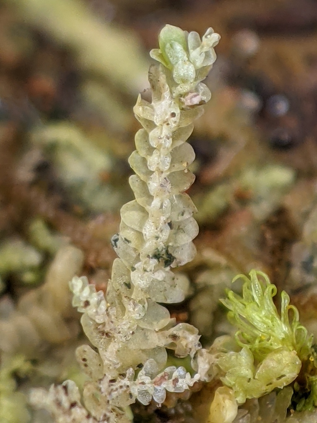 Lejeuneaceae (hero image)