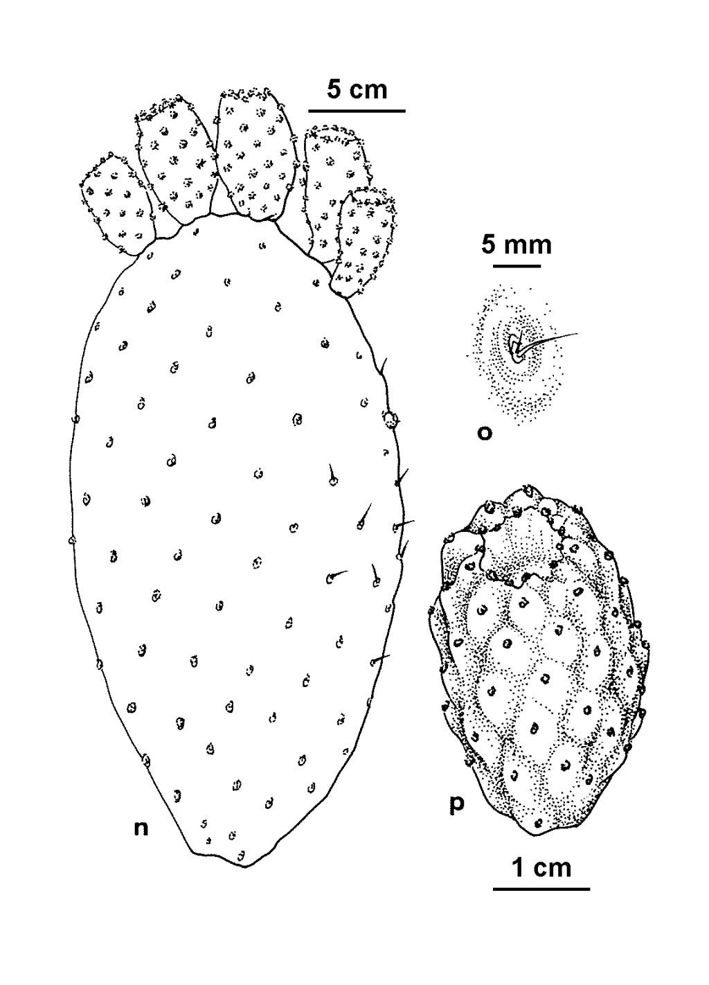 Opuntia ficus-indica (hero image)