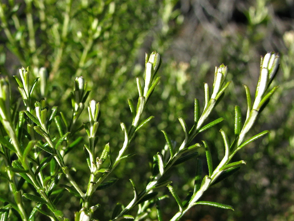 Cassinia complanata (hero image)