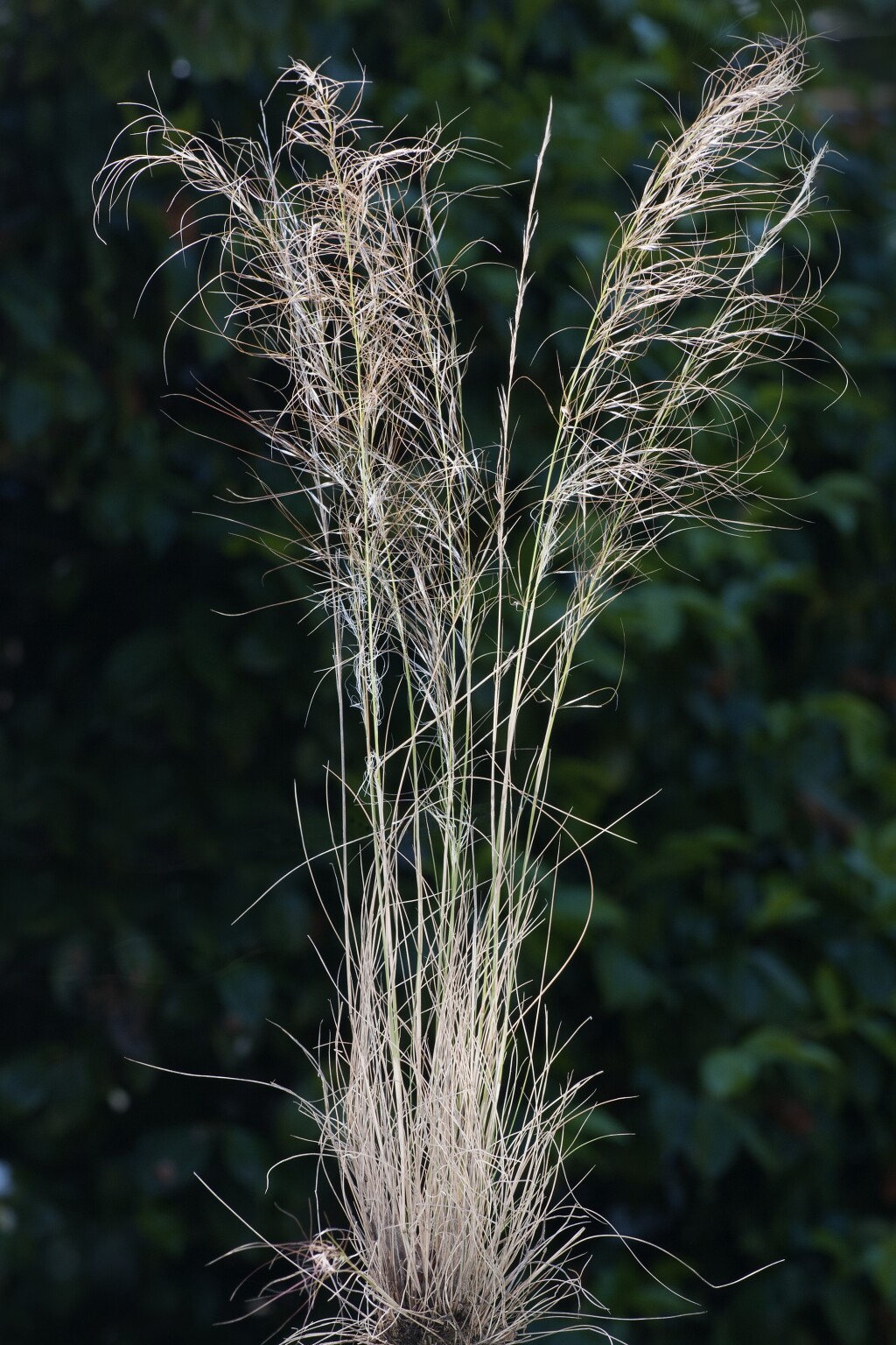 Austrostipa scabra (hero image)